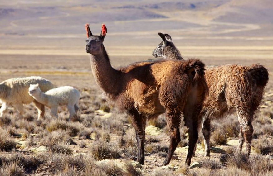 El drama de la llama andina y las lecciones desde Canadá: potencial de cooperación